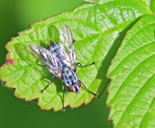 Réf. 346 471 : Macronychia striginervis